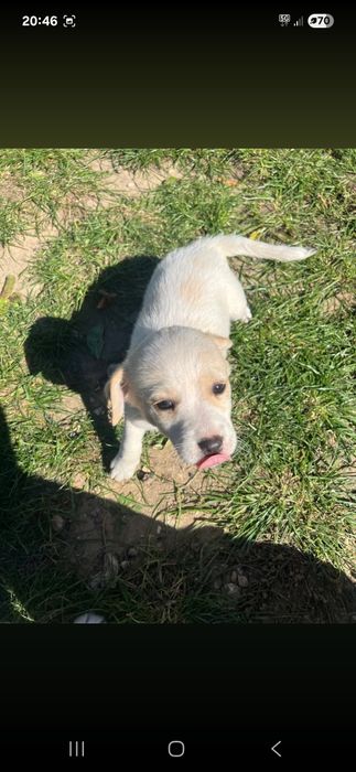 Suczka do adopcji