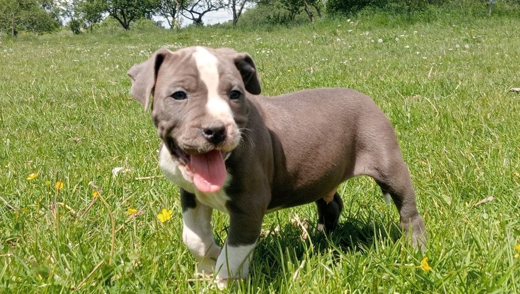 Amstaff blue chłopaki