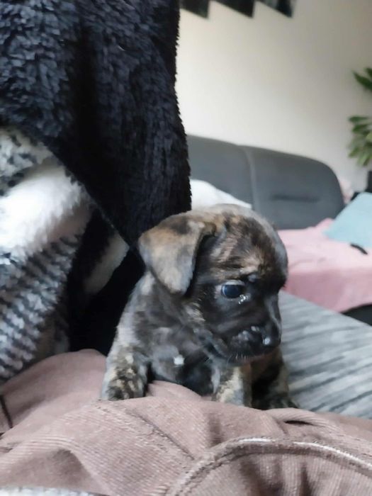 Oddam pieski do nowych domków