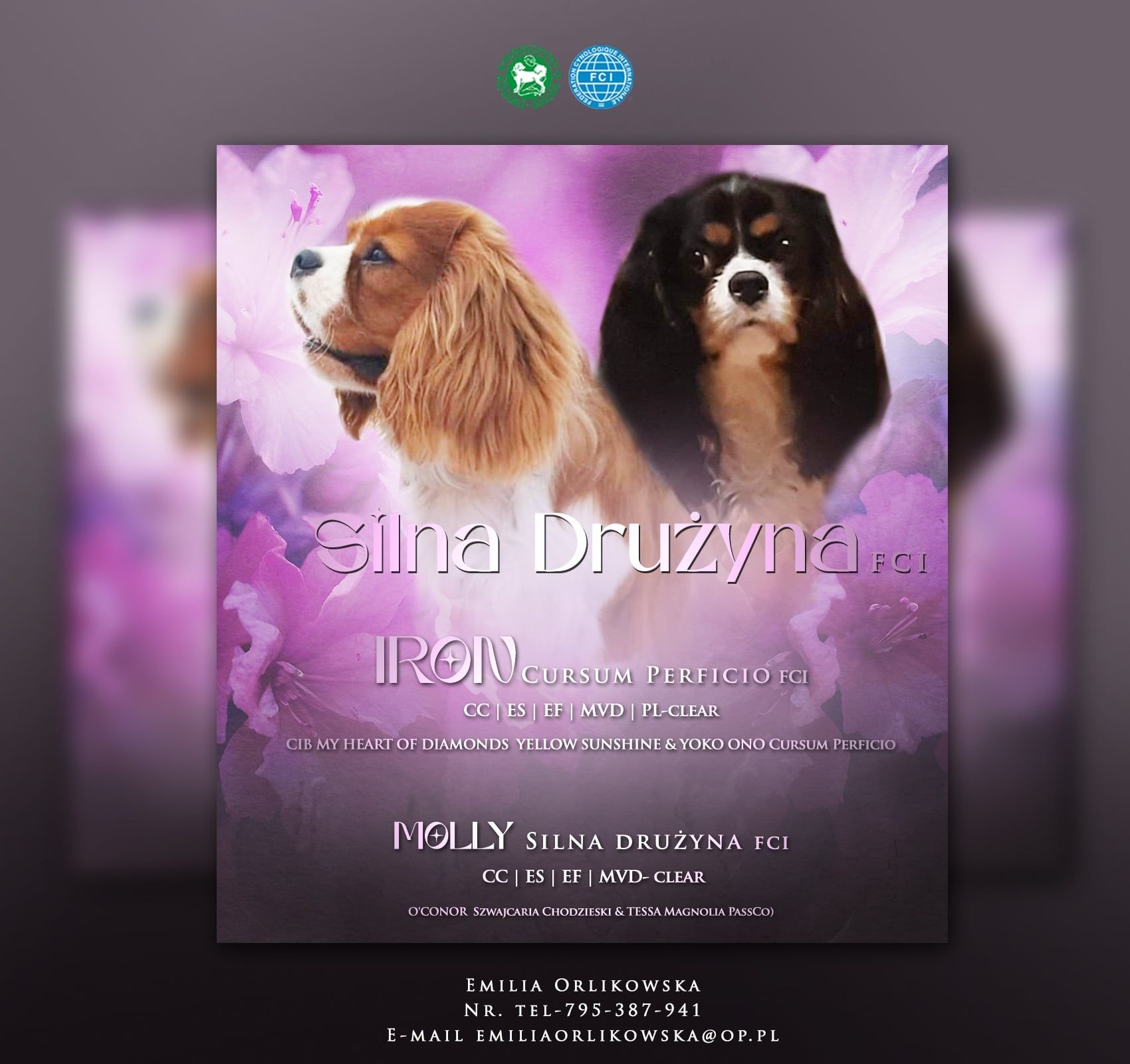 Chłopiec-Cavalier King Charles  Spaniel