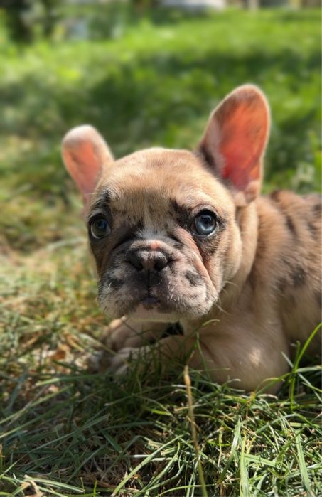 Продам цуценят французького бульдога