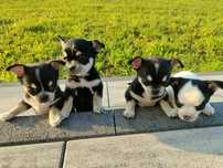 Chihuahua krótkowłosa suczka