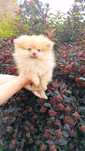 Pomeranian Szpic miniaturowy