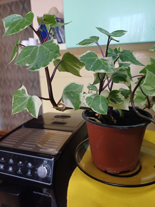 Плющ варієгатний  для декору літньоїтерас і житлових кімнат