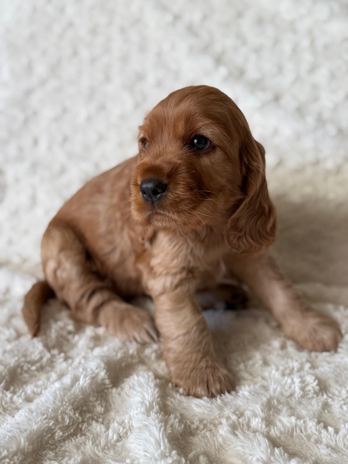 Cocker Spaniel Angielski - suczka Amber - Zarezerwowana