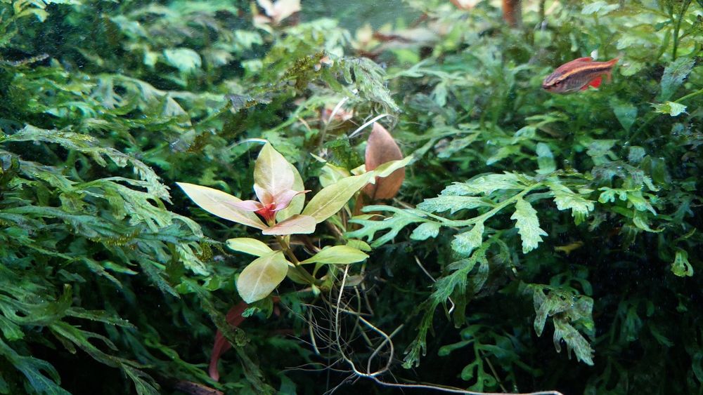Pack váios tipos Plantas Aquário água doce
