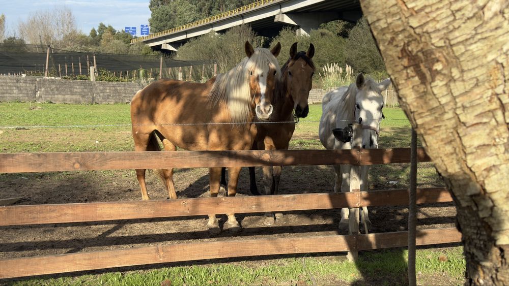 Egua Palomina super mansa