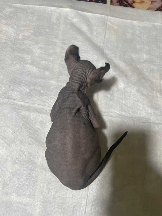 Продаётся кот породы Эльф тёмного окраса