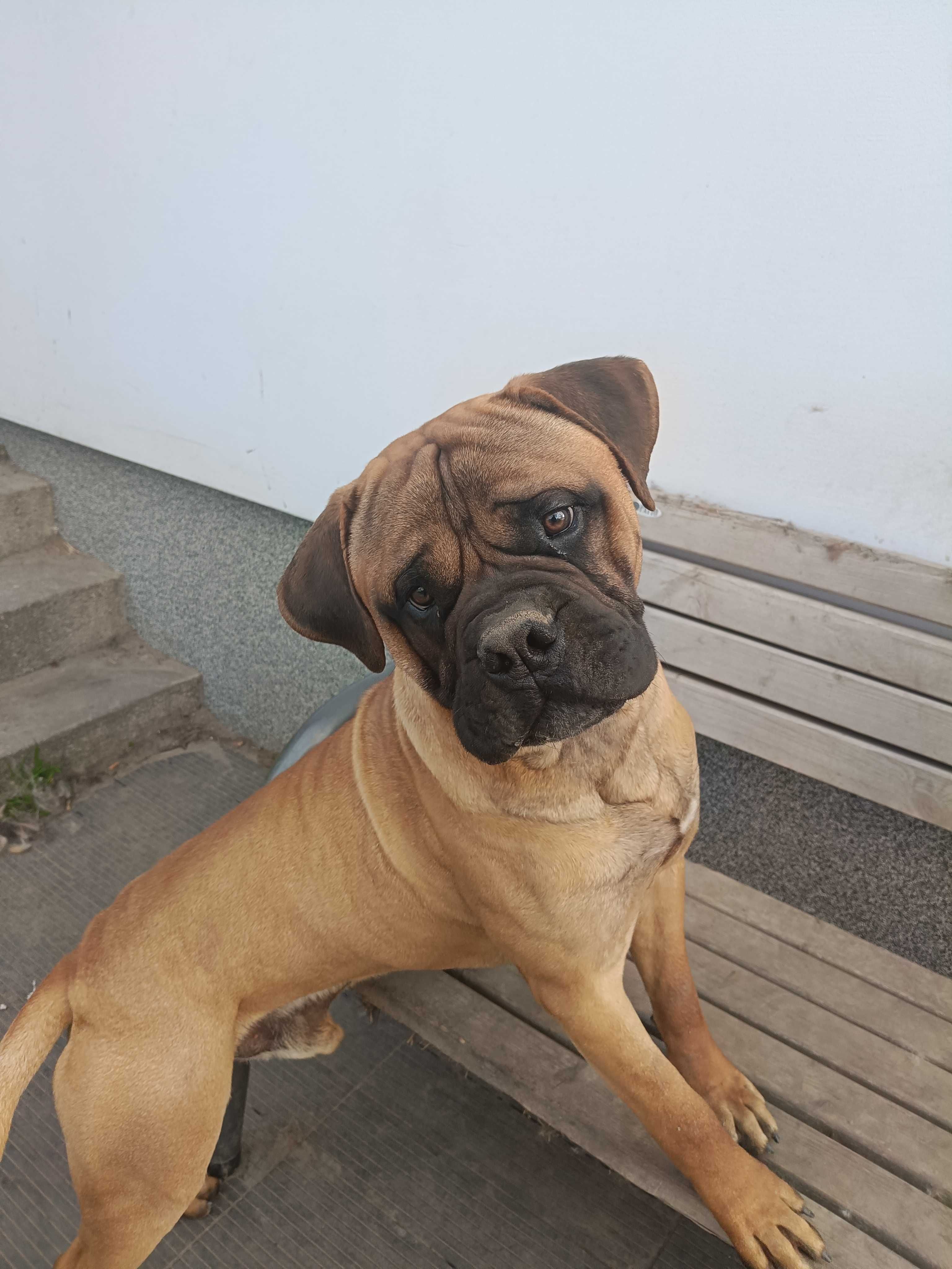 Zapowiedź miotu- bullmastiff