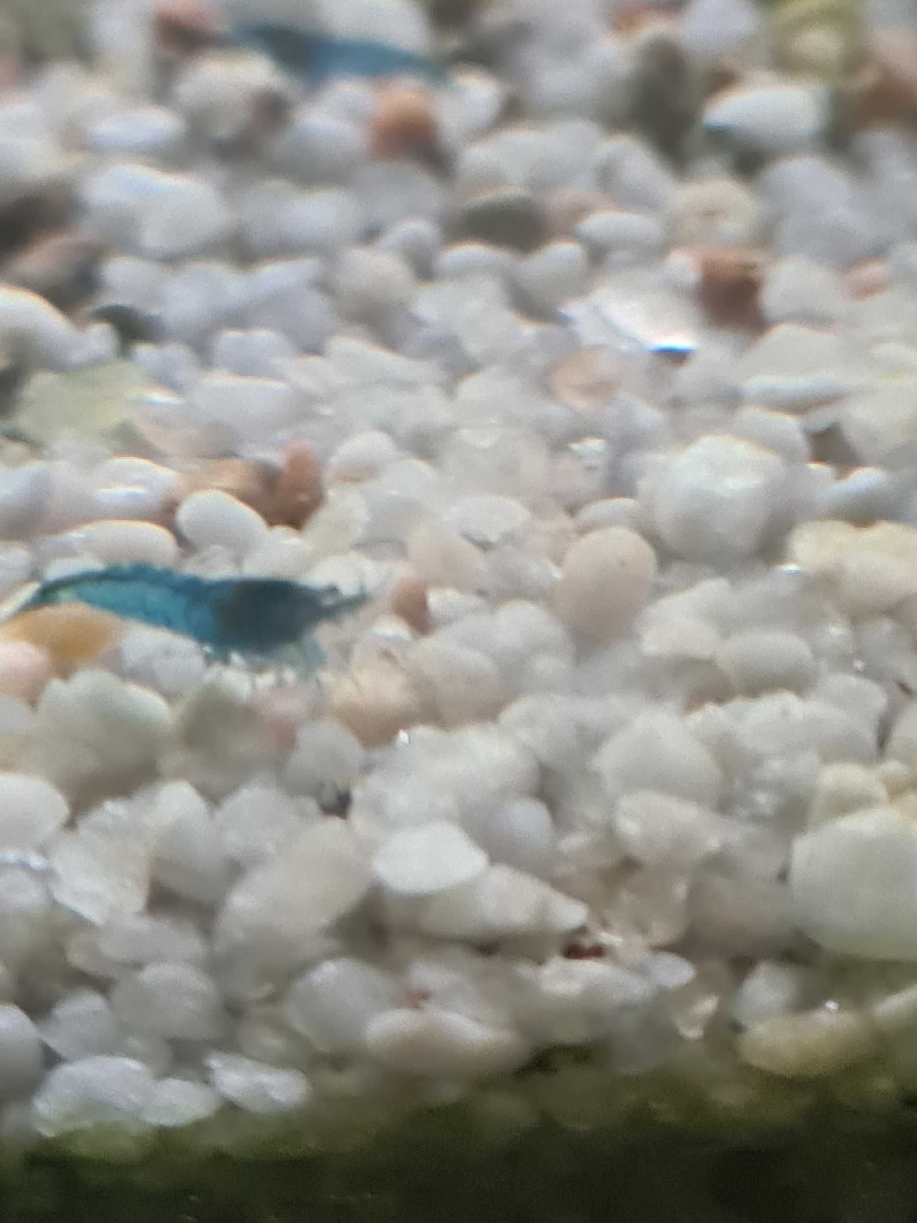 Krewetka Blue Velvet