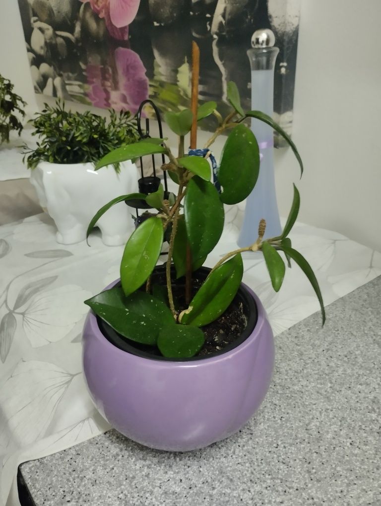 Plantas Naturais
