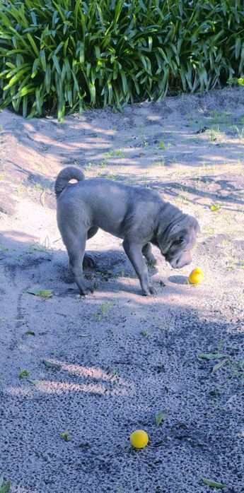 Shar pei fêmea... Sharpei Azul Cinza