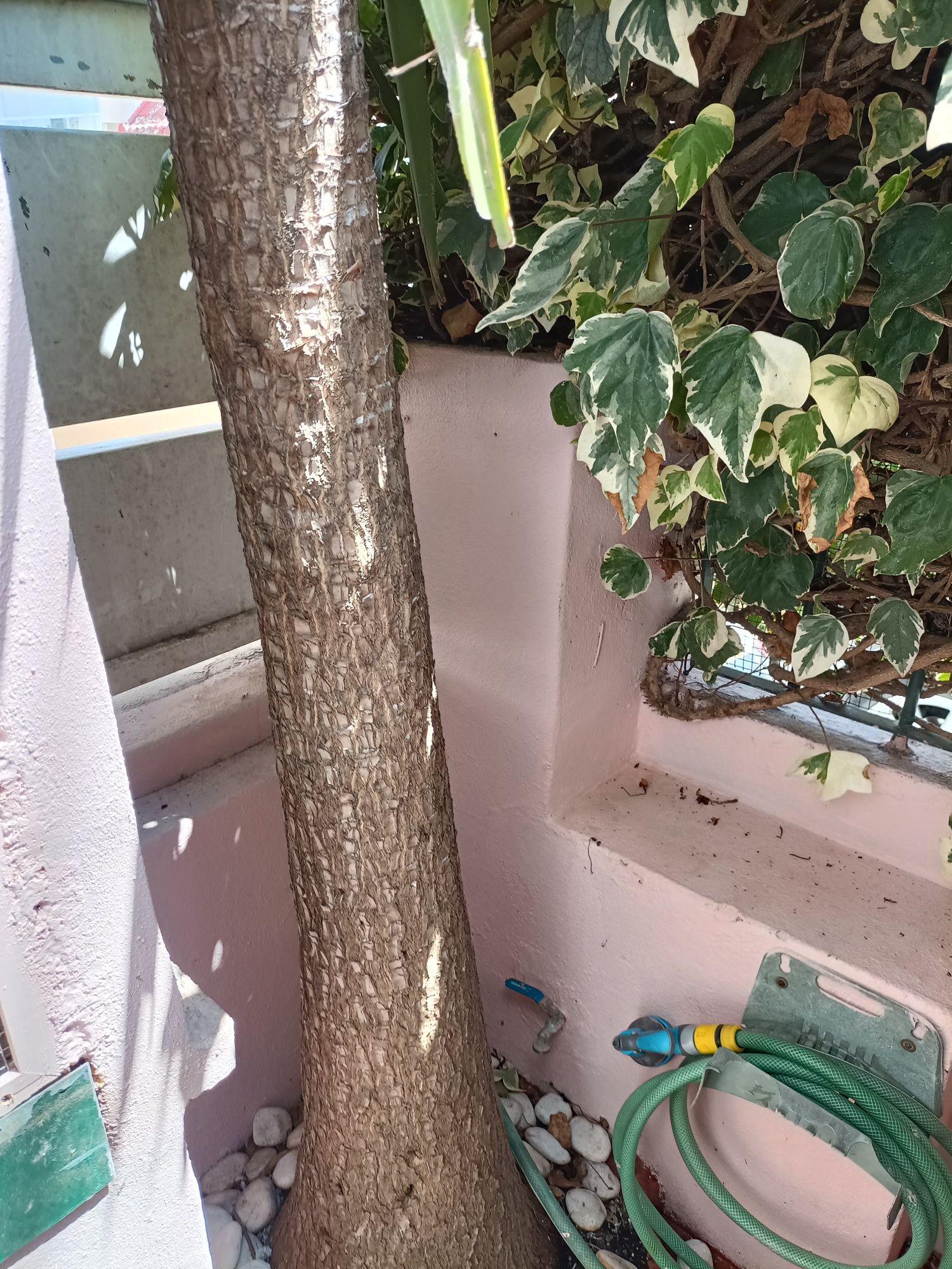 Vendo planta yucca.