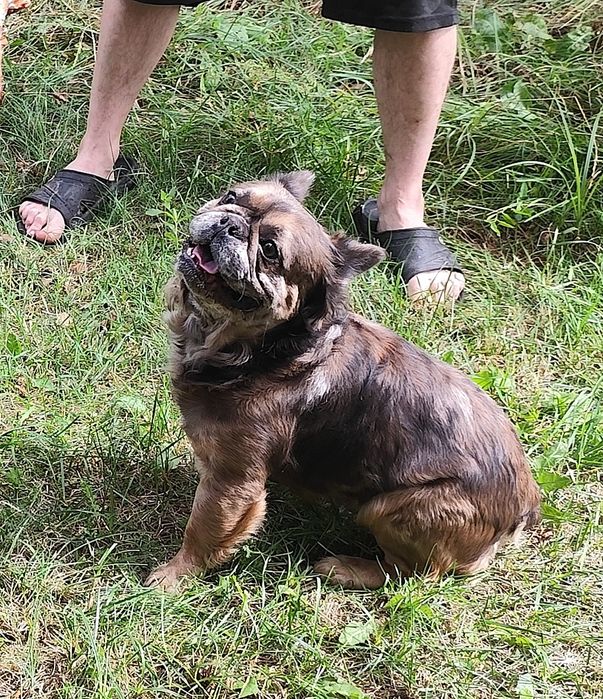 Buldog francuski suczka