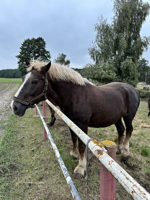 Sprzedam klacz zimnokrwistą