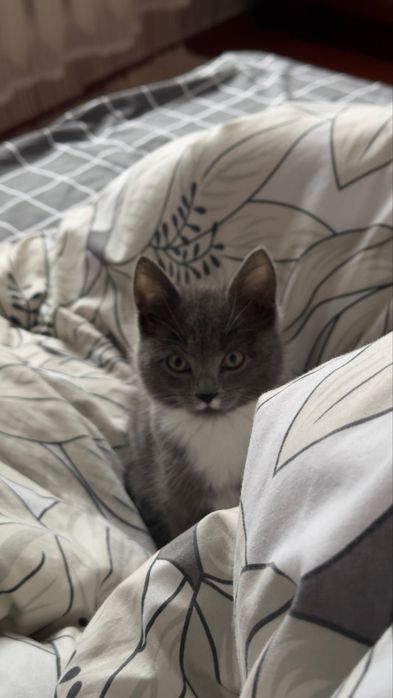 Отдам кошку в добрые руки !