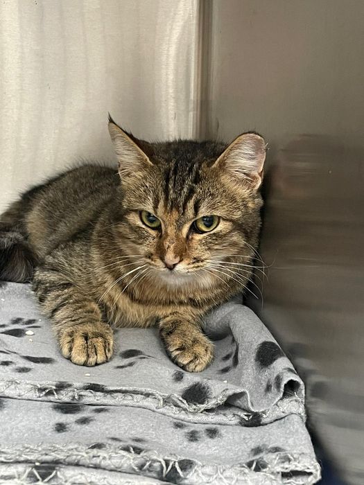 Gatinha bebé olhos verdes