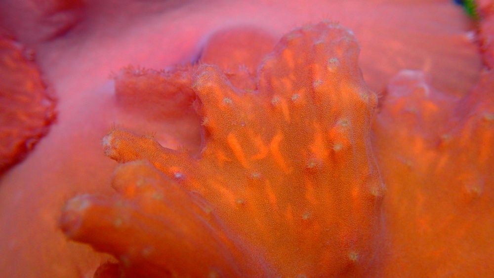 Sinularia dura - szczepka korala - akwarium morskie