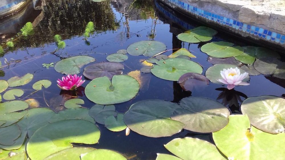 Plantas para lagos