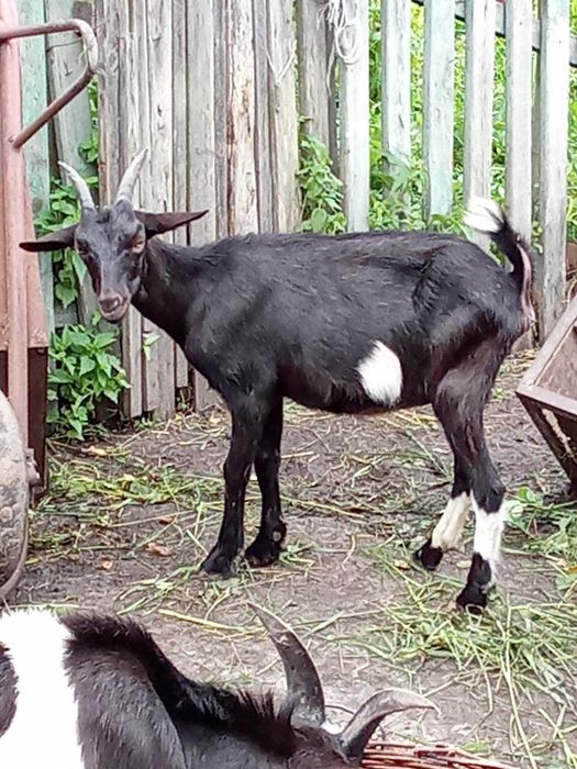 Продаються козенята