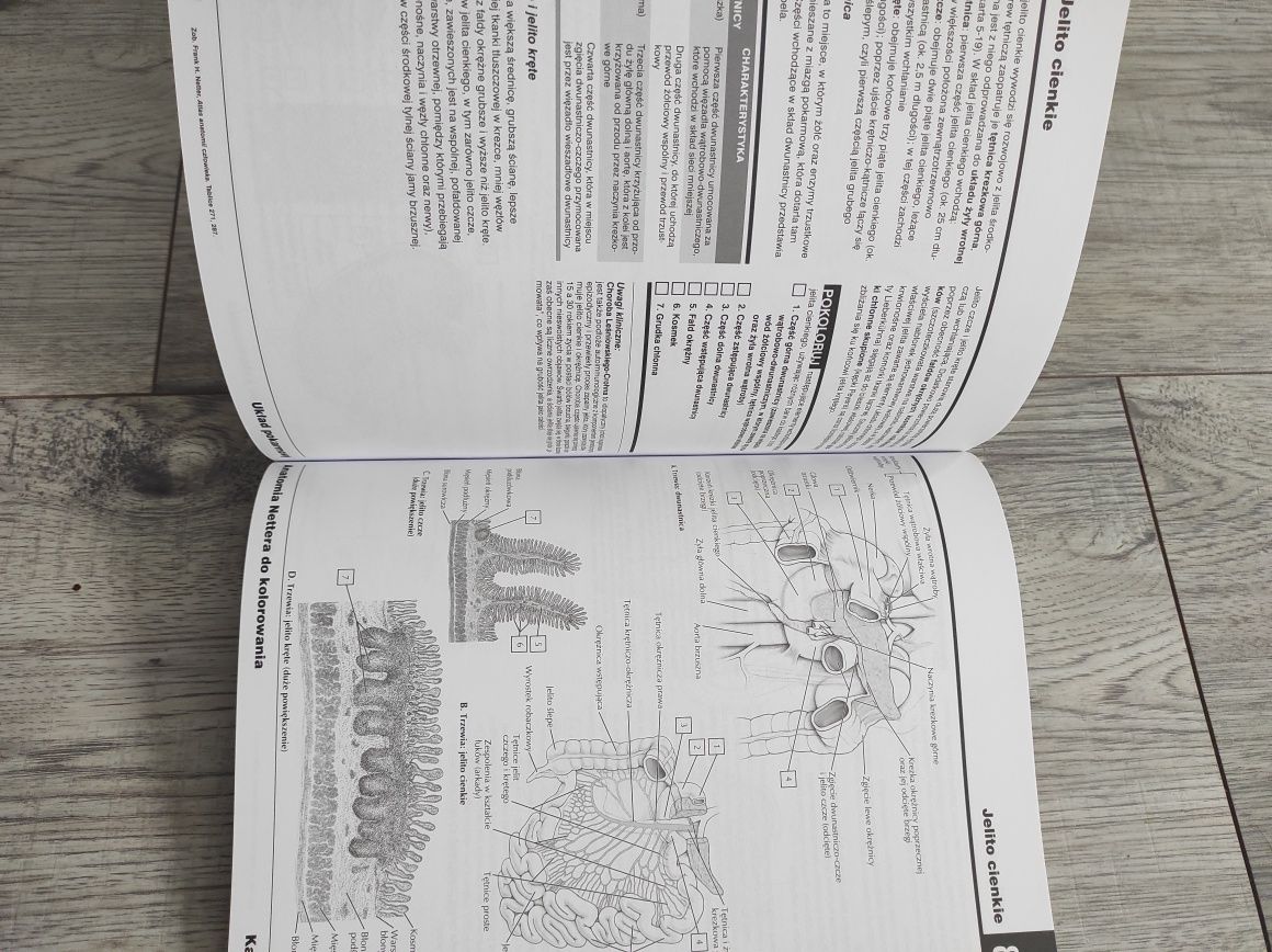 Anatomia Netter do kolorowania