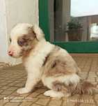 Cachorro border collie