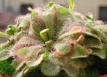 50 Sementes de Planta Carnivora Drosera Aliciae