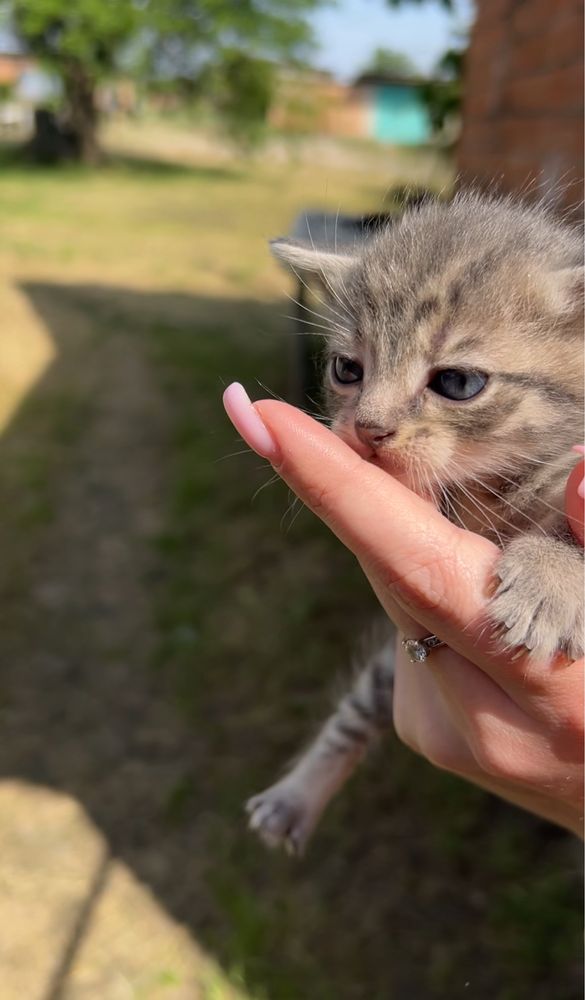 ВІДДАМ кошенят у добрі руки