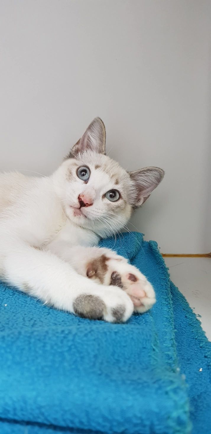 Gatinha bebé com 4 meses para adoção