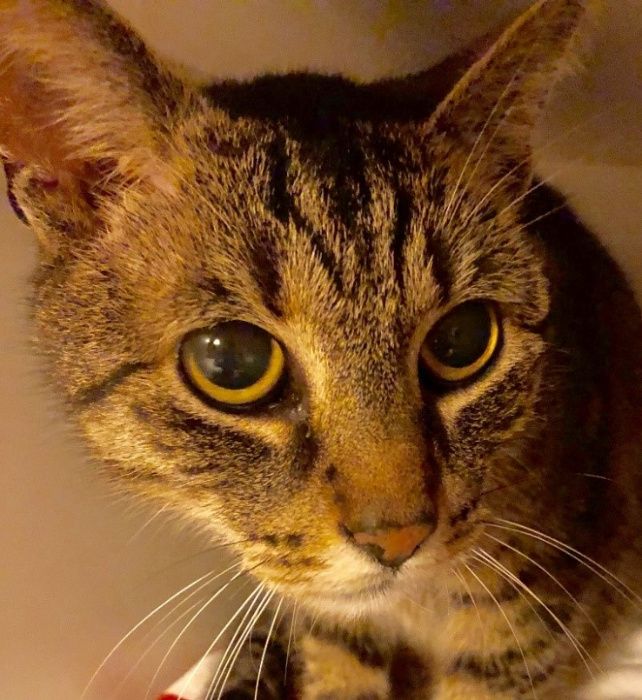 Nadal szukamy Kitka! Nagroda za pomoc!