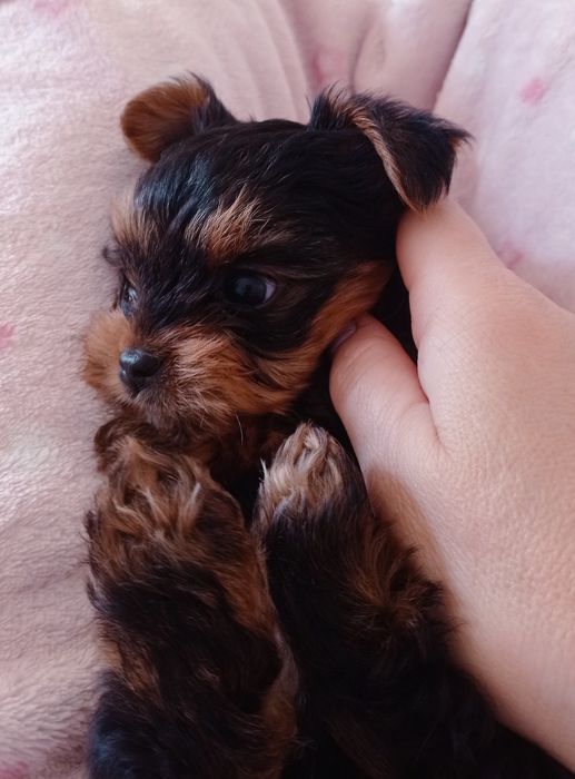 Тендітна дівчинка міні йорк