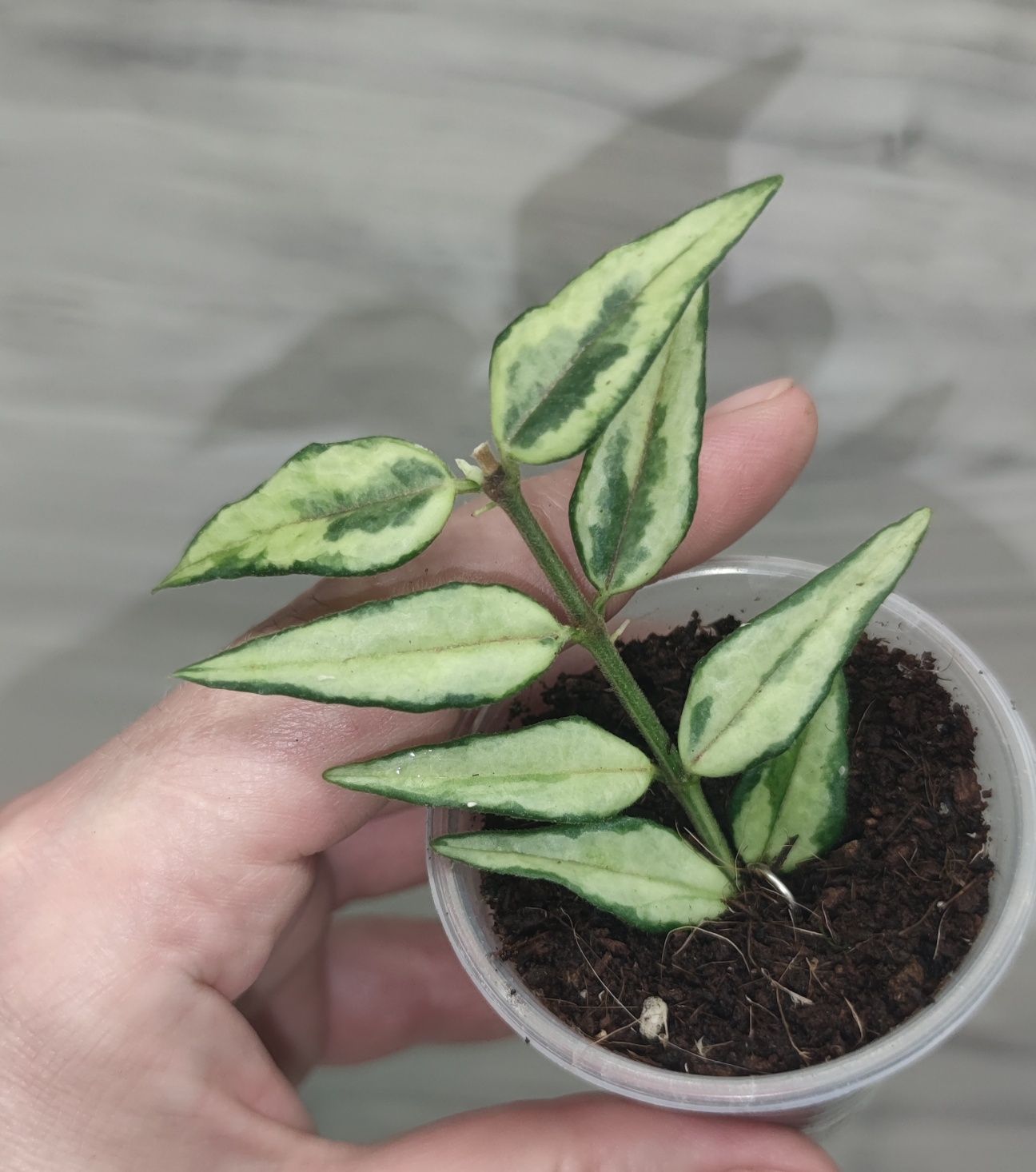 Хойя Hoya Linearis, Dischidia Lancifolia та ін.