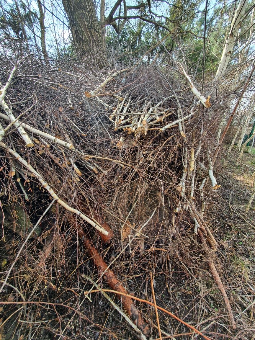 Oddam za darmo materiał na zrębki/biomasę.