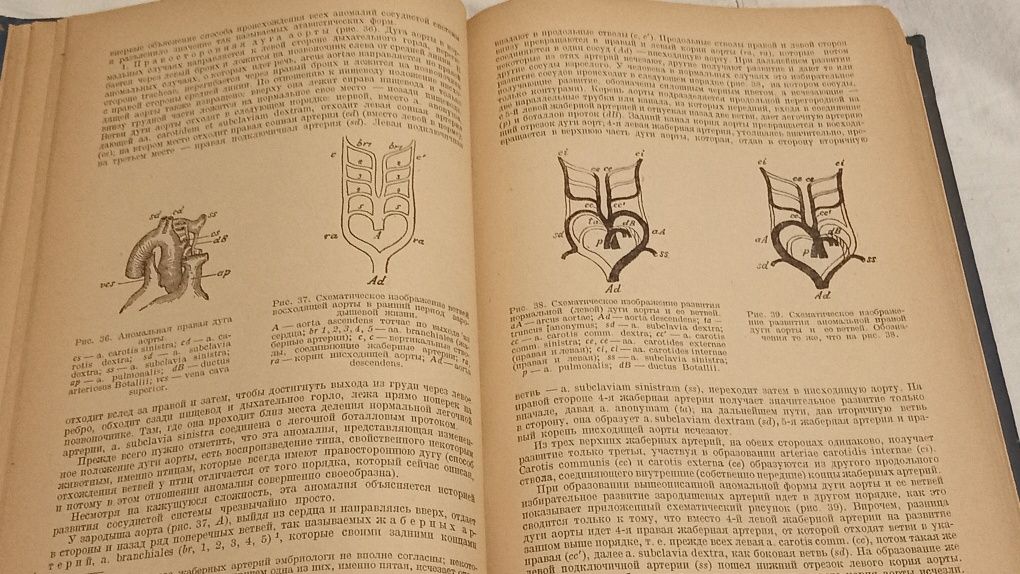 Д. Зернов. 1938г. Анатомия Человека.