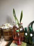 Kombucha pronta ou scobi e starter