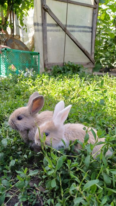 Продам декоративних кроликів