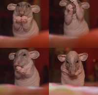 Крысы сфинкс, гипопллергенные крыски