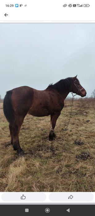 Доброго дня поміняю на авто дизель