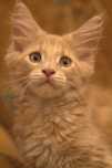 Maine coon kocurek Nuka