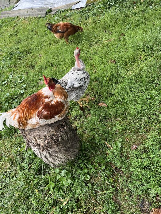 Кури голі шийки, продамо півня або пару