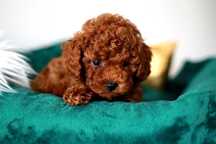 Pudel Toy RED BROWN Piesek xxs