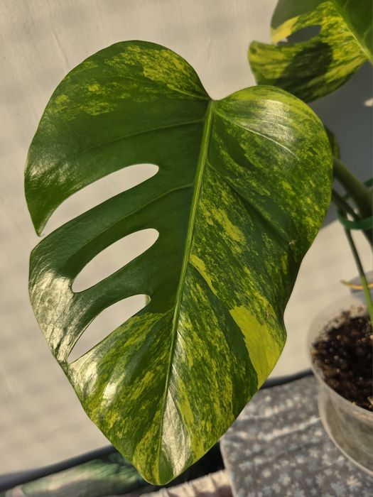 Monstera Aurea Marmorata