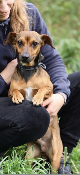 Do adopcji 5kg samiec