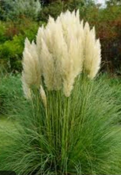 Cis hicksii wysokość 100cm, cisy