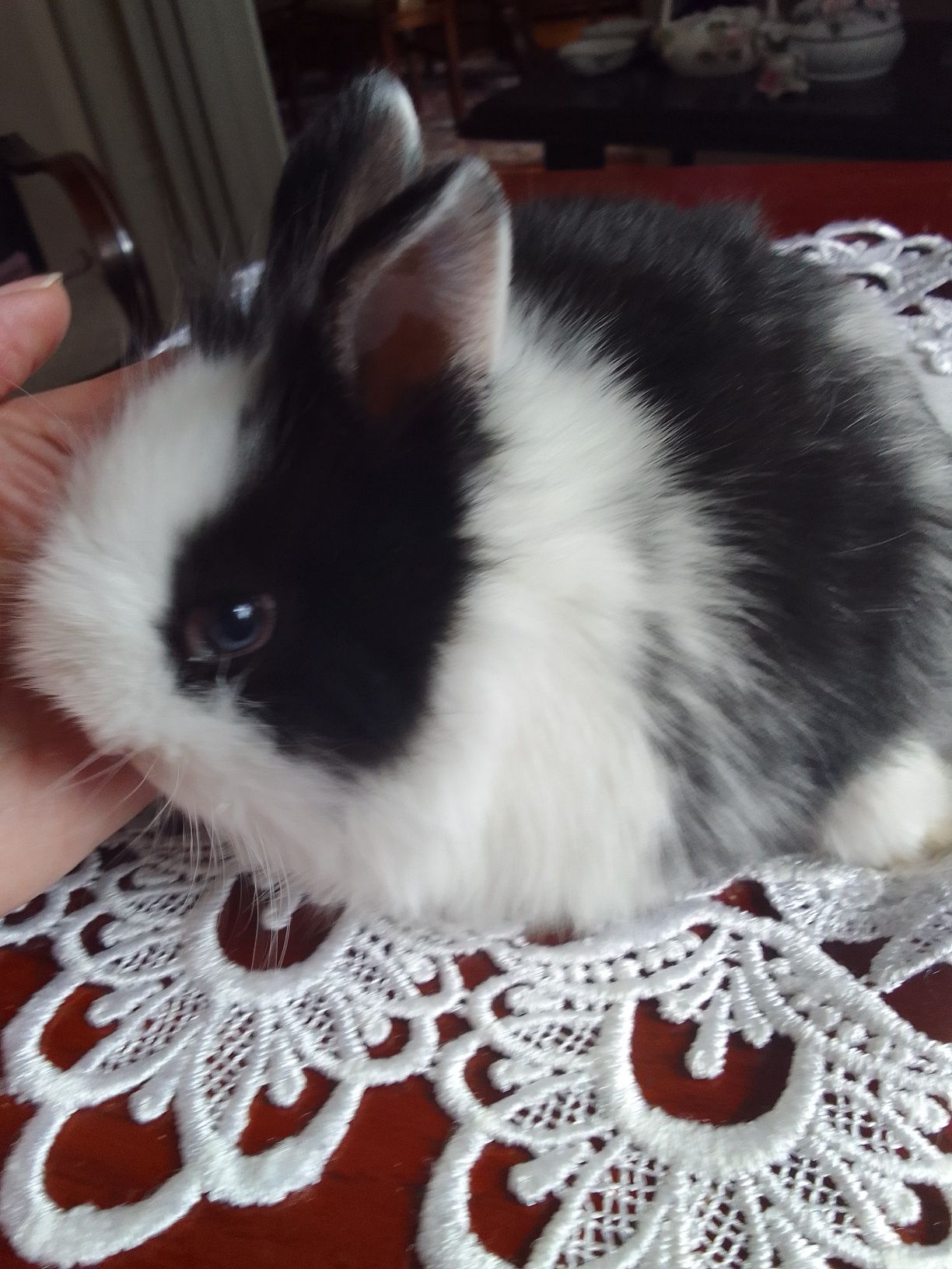 Królik miniaturka Teddy