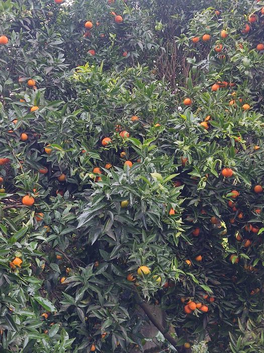 Tangerinas biológicas caseiras sem químicos