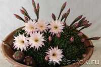 Детки кактуса Эхинопсис (Echinopsis)