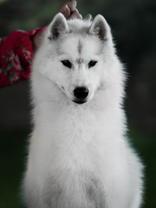 Szczenięta siberian Husky