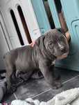 Amstaff Stafford terrier gotowa do odbioru BLU