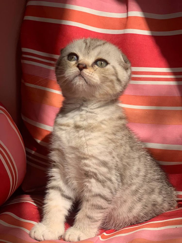 Koteczka Monisia do rezerwacji - Kotka Szkocka Zwisłoucha Tabby < 3